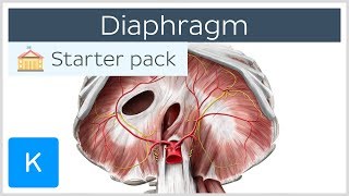 Diaphragm  Definition Function Muscle amp Anatomy  Kenhub [upl. by Klehm]