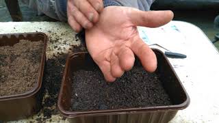 How to grow antirrhinum snap dragons from seed in a pot with drainage holes [upl. by Fernandina296]