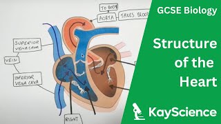 The Heart  GCSE Biology  kaysciencecom [upl. by Bud636]