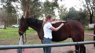 How to listen to your horses gut sounds [upl. by Goerke]