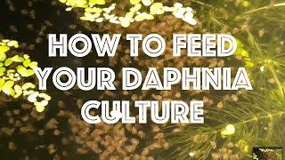 How To Feed Your Daphnia Culture [upl. by Caundra]