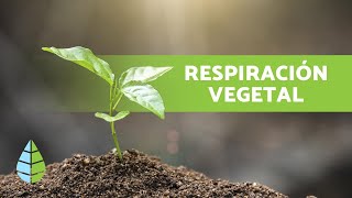 ¿Por dónde y cómo RESPIRAN las PLANTAS🌱 [upl. by Changaris]