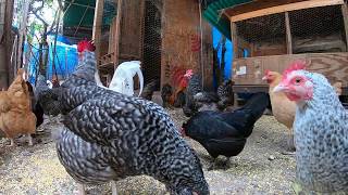 Back Yard Chickens Continuous Footage Rooster Crowing Hens Clucking [upl. by Ecyar]