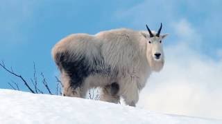 Science Today Mountain Goats Perilous Climb  California Academy of Sciences [upl. by Pammi]