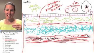 Muscularis Externa  Muscular layer Digestive Histology ☆ Human Anatomy Course [upl. by Ais912]