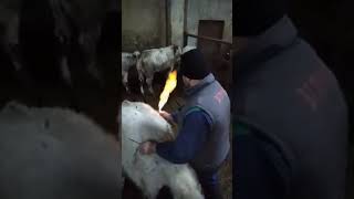 Proof that cows release methane gas into the atmosphere [upl. by Schwerin]