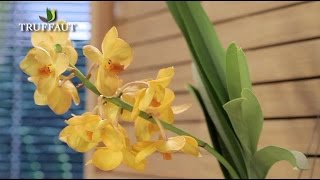 Comment entretenir une orchidée   Truffaut [upl. by Haram242]