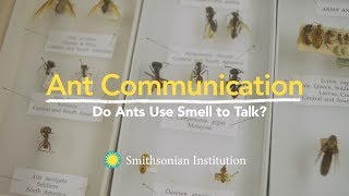 Ant Communication Do Ants Use Smell to Talk [upl. by Nuahsyd479]