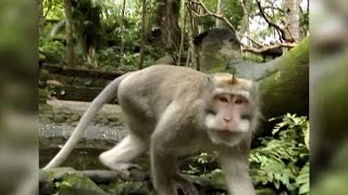 WILD Boy Attacked by a Macaque  Indonesian Wild Monkey [upl. by Cynth588]