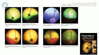 Vet Basics ll Tapetal fundic reflex [upl. by Ahsotal747]