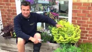 Antonys Gardening Tips  Euphorbia [upl. by Barron]