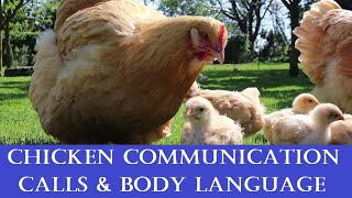 Chicken Communication Calls Body Language amp what they mean [upl. by Germin780]