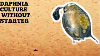 HOW TO CULTURE DAPHNIA NATURALLY WITHOUT A STARTER [upl. by Lilybel]