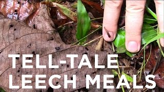 TellTale Leech Meals [upl. by Campney]