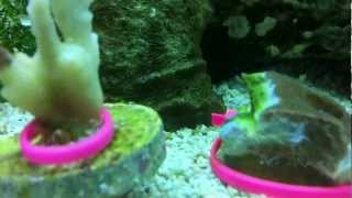 Montipora Eating Nudibranchs vs Hungry Wrasse [upl. by Atenek]