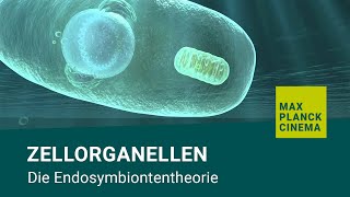 Zellorganellen  Die Endosymbiontentheorie [upl. by Mcwilliams661]