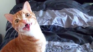 Funny Cats and Kittens Meowing Compilation [upl. by Jeralee]