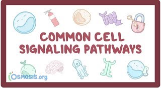 Common cell signaling pathway [upl. by Klina]