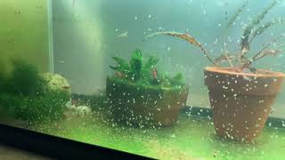 Daphnia Culturing Snails or no snails [upl. by Garihc]