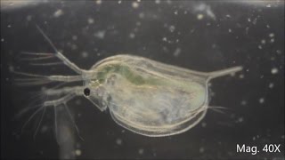 Daphnia magna under the Microscope [upl. by Jammal]