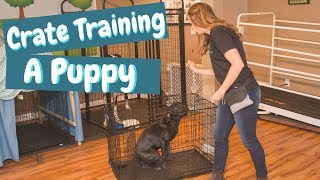 Crate Training a Puppy While at Work [upl. by Noslrac]