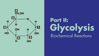 Glycolysis  Biochemical Reactions  MEDZCOOL [upl. by Dodds312]