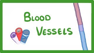 GCSE Biology  Blood Vessels 24 [upl. by Lemrej519]