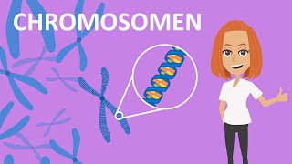 Chromosomen  Funktion amp Aufbau  Studyflix [upl. by Kirsten]