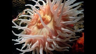 Facts The Sea Anemone [upl. by Esiole]