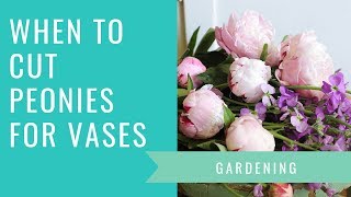 When To Cut Peonies For Vases [upl. by Belinda830]