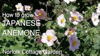 How to grow Japanese Anemone [upl. by Bale]