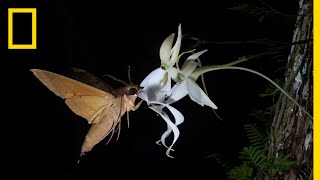 Rare Ghost Orchid Has Multiple Pollinators  Short Film Showcase [upl. by Lemar]