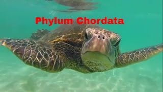 Phylum ChordataWhich animals belong [upl. by Ahseya]