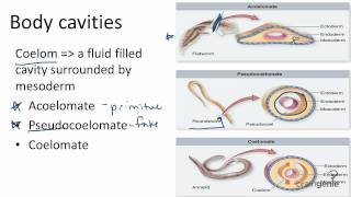 1326 Body Cavities  Acoelomates Pseudocoelomates and [upl. by Ennywg961]