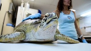 The Sea Turtle Hospital [upl. by Trilly125]