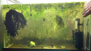 Scuds Daphnia Cherry Shrimp Copepods My aquatic food culture [upl. by Assener]