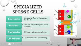 Phylum Porifera updated [upl. by Eenhpad]