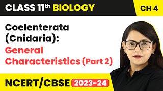 Coelenterata Cnidaria General Characteristics Part 2  Class 11 Biology Chapter 4  NCERTCBSE [upl. by Ainar]