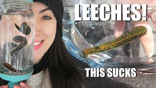 BITTEN By A LEECH  Medicinal Leech Facts  Creature Feature [upl. by Rosse]