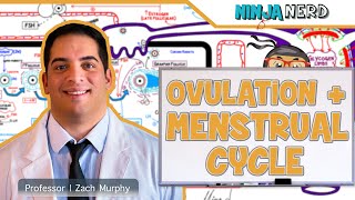 Female Reproductive Cycle  Ovulation amp Menstrual Cycle Overview [upl. by Atiekram]