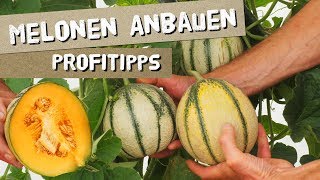 Melonen anbauen  Honigmelonen  Profitipps [upl. by Jakob]