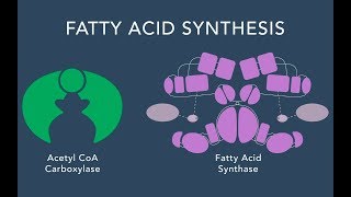 Fatty Acid Synthesis [upl. by Roye]