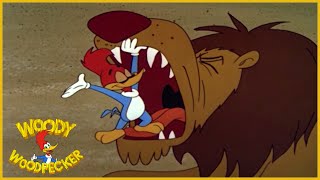 Woody Woodpecker  Winnies Wish  Full Episodes [upl. by Dressler770]