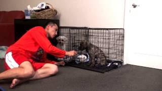 Help stop puppy cry or bark in crate at night Puppy crate training [upl. by Ardelia10]