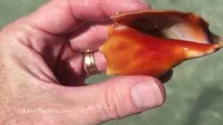 See A Live Fighting Conch Shell [upl. by Vtarj625]