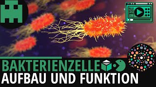 Bakterienzelle Aufbau │Biologie Lernvideo Learning Level Up [upl. by Eityak]