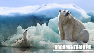 DOCUMENTÁRIO HD DESBRAVANDO A ANTÁRTICA [upl. by Okuy]