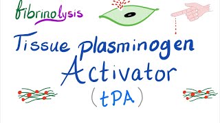 Tissue Plasminogen Activator tPA [upl. by Santana]