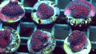 Lets Talk Corals Encrusting Montiporas [upl. by Natam]