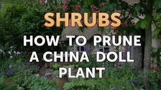 How to Prune a China Doll Plant [upl. by Novehc]